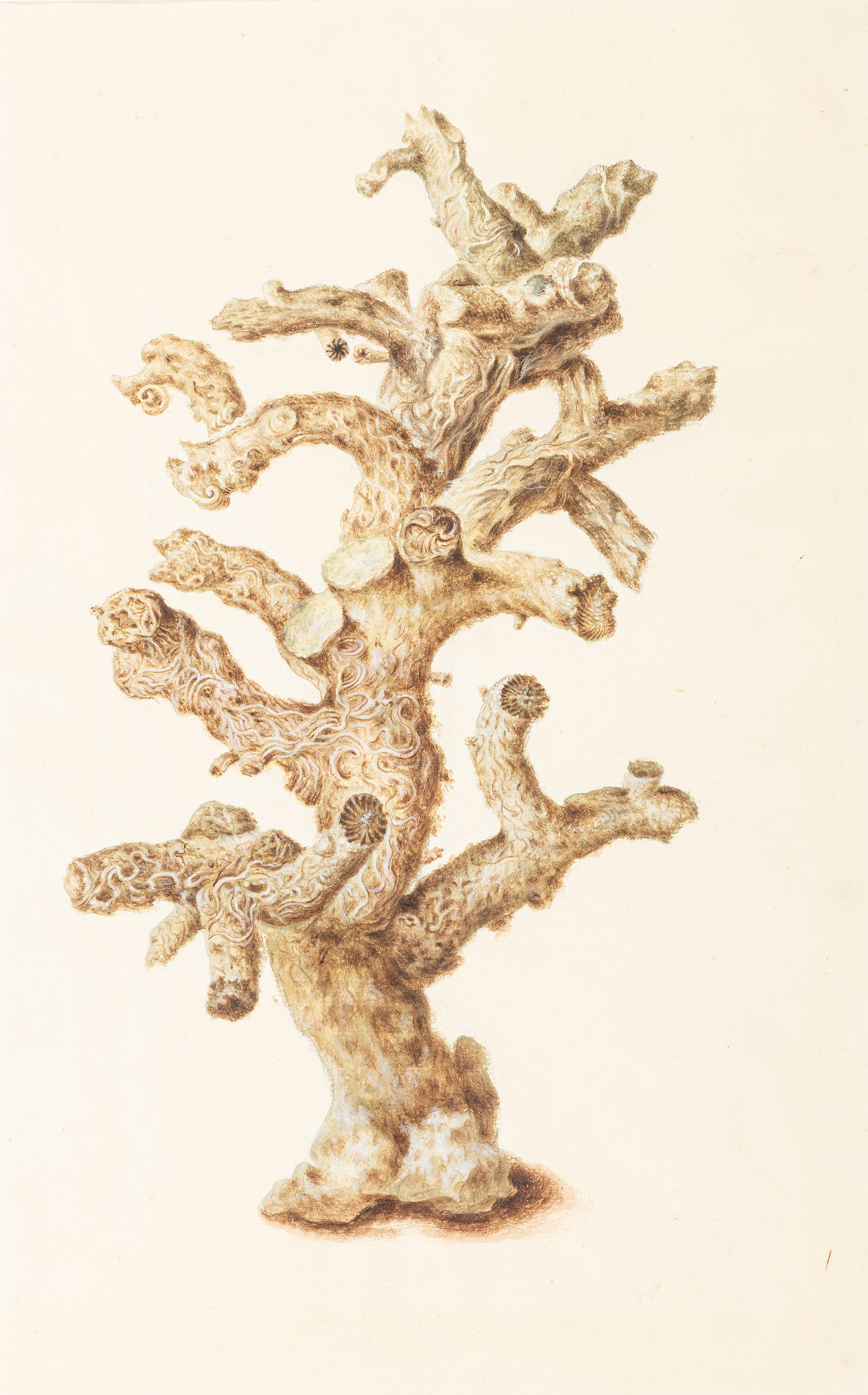 Six Hand-Colored Shell and Coral Engravings