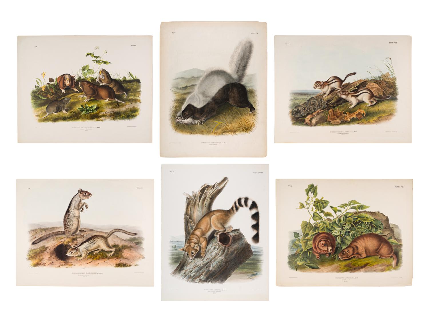 AUDUBON, John James (1785-1851). A group of 6 lithographs from the Quadrupeds of America , comprising: