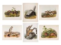 AUDUBON, John James (1785-1851). A group of 6 lithographs from the Quadrupeds of America , comprising: