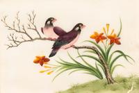 A Collection of Twelve Chinese Export Pith Paintings