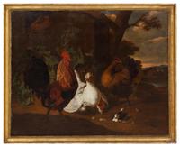 Farm Birds