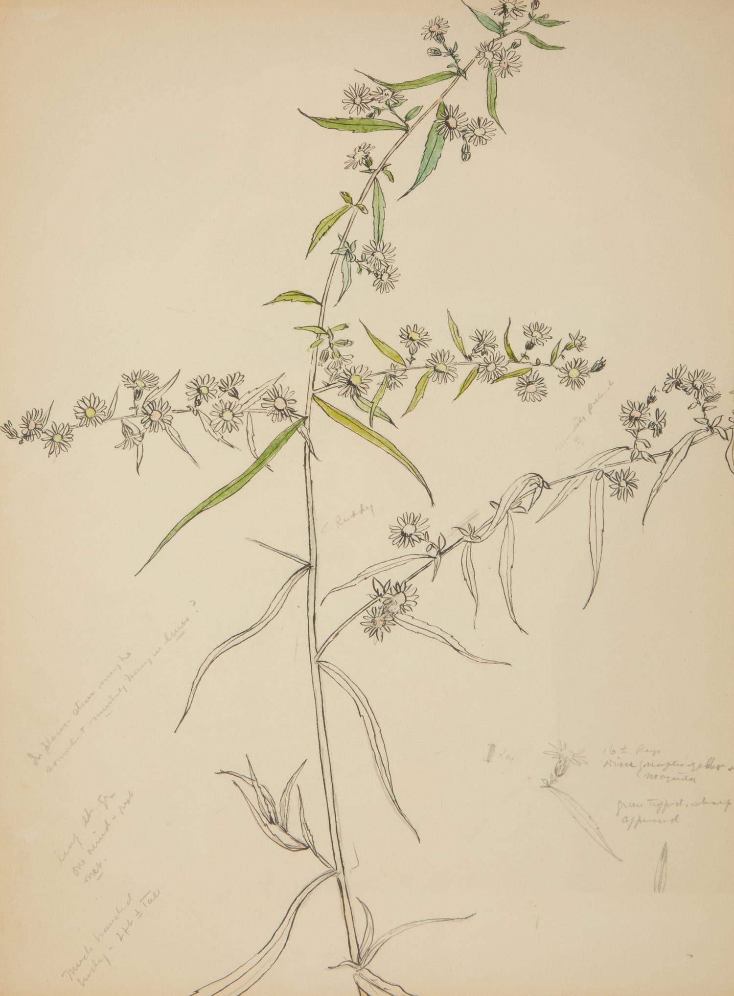 Eighteen Botanical Watercolors