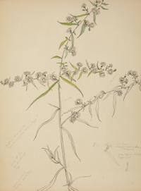 Eighteen Botanical Watercolors