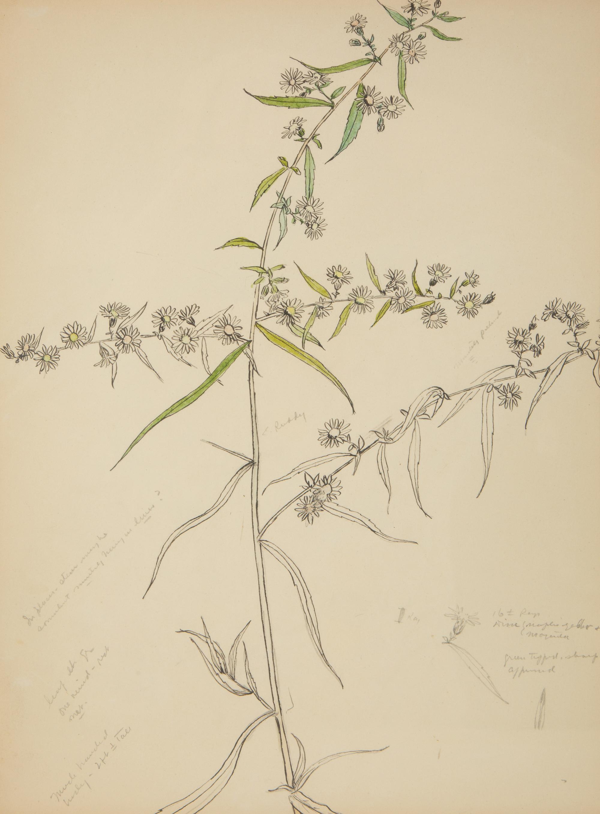 Eighteen Botanical Watercolors