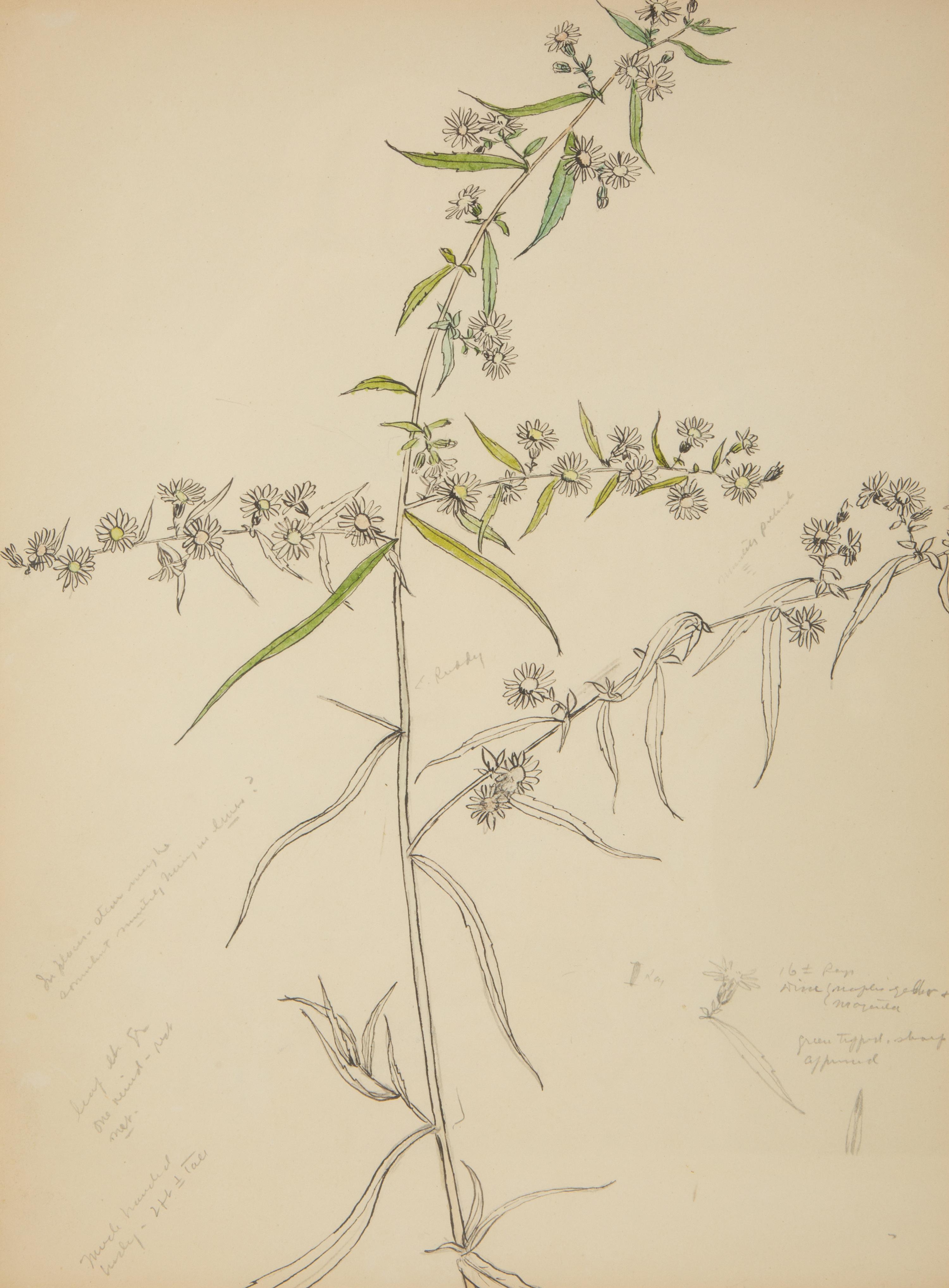 Eighteen Botanical Watercolors