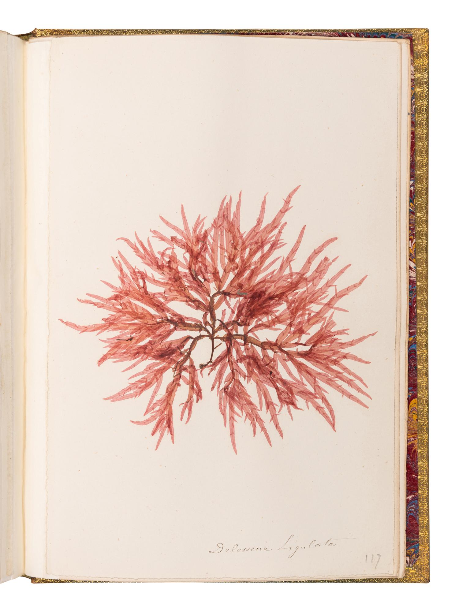 [SPECIMEN ALBUM - ALGAE]. Spine title: "Algues Cotes de Bretagne." Bretagne, ca 1850.