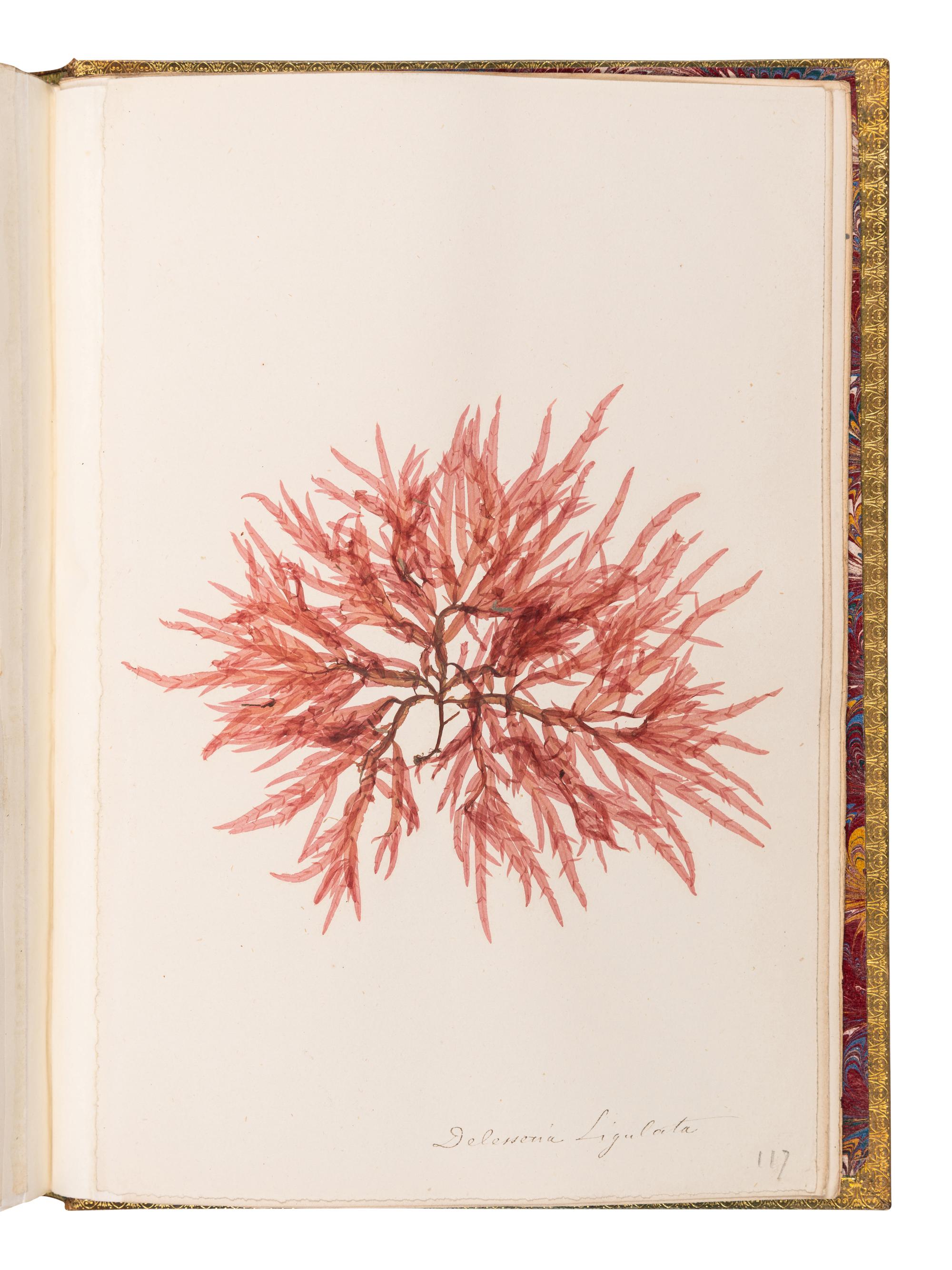 [SPECIMEN ALBUM - ALGAE]. Spine title: "Algues Cotes de Bretagne." Bretagne, ca 1850.