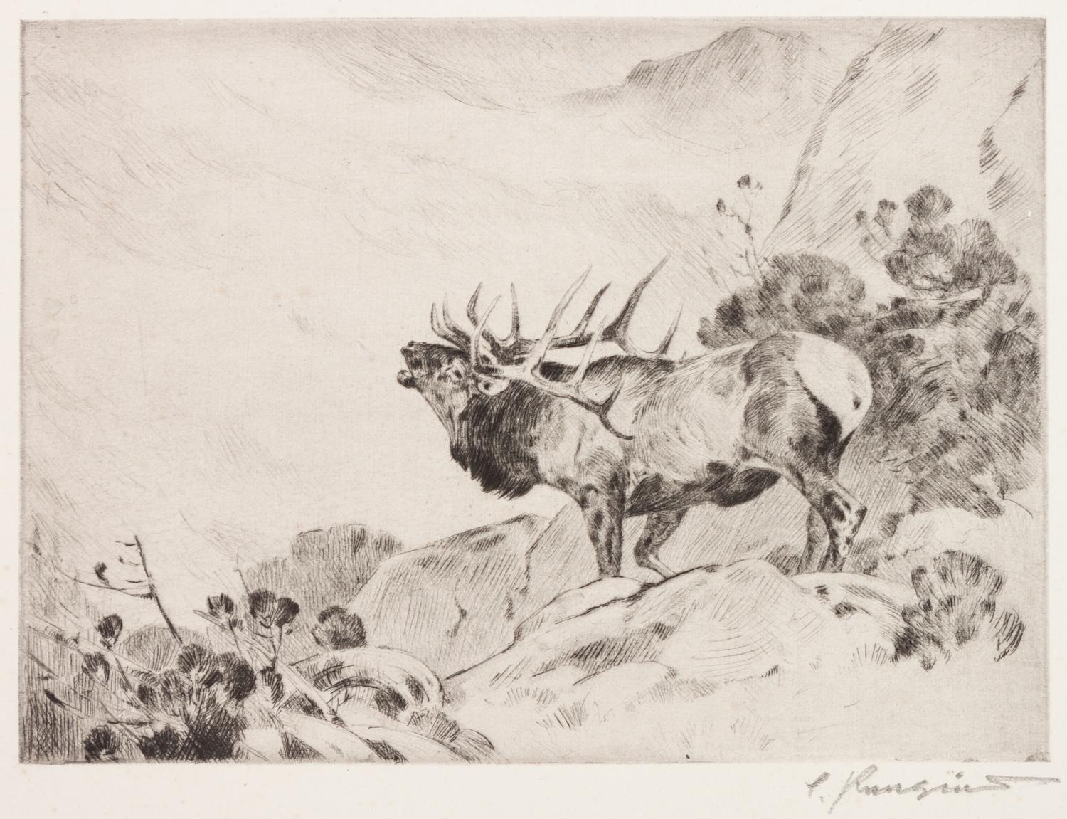 Lone Elk