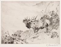 Lone Elk