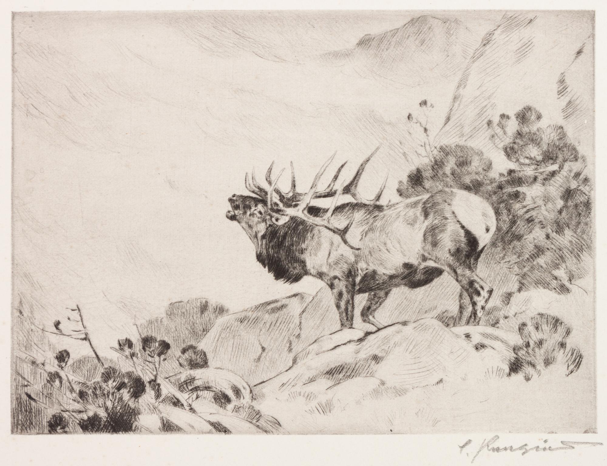 Lone Elk