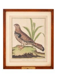 Twelve French Hand-Colored Bird Engravings — Designed and Engraved by Francois Nicolas Martinet (1731-1804); From Histoire Naturelle des Oiseaux by George-Louis Marie Leclere, Comte de Buffon; Printed at the Imprimerie Royale, 1770-1786