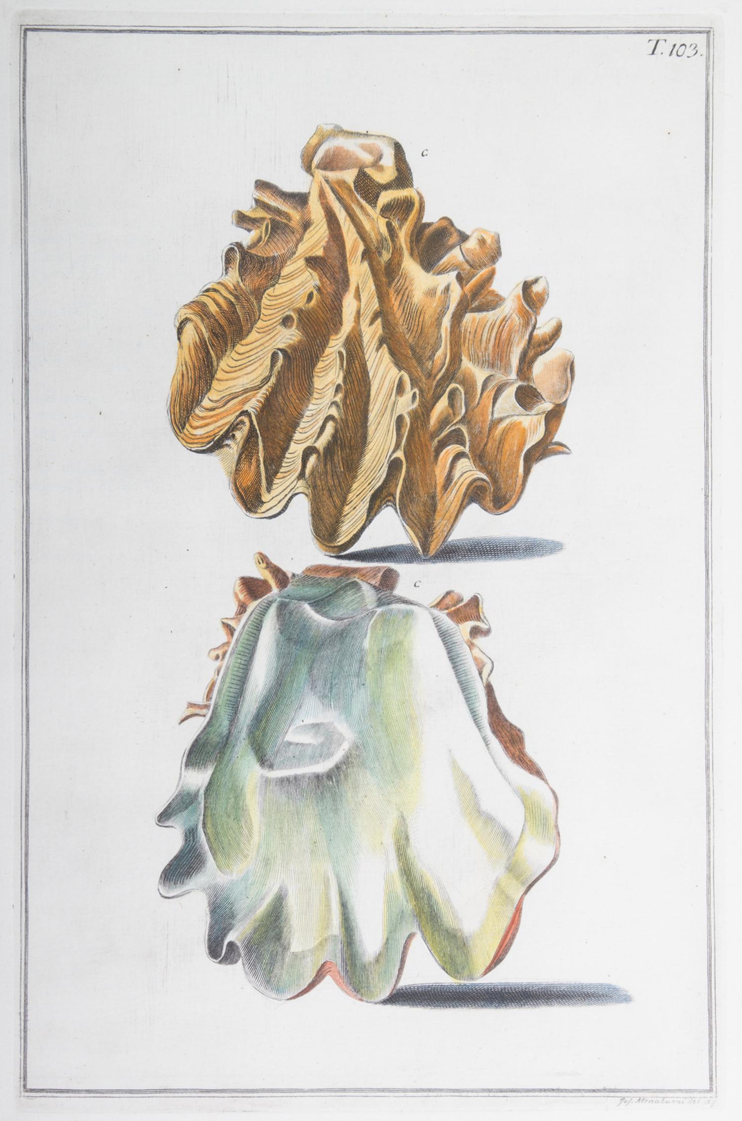 Nine Trowbridge Color Prints Depicting Sea Shells in Giltwood Frames — 20th Century