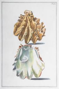 Nine Trowbridge Color Prints Depicting Sea Shells in Giltwood Frames — 20th Century