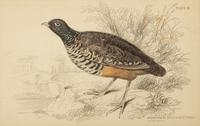 A Group of Eight Framed Ornithological Prints — 19TH/20TH CENTURY