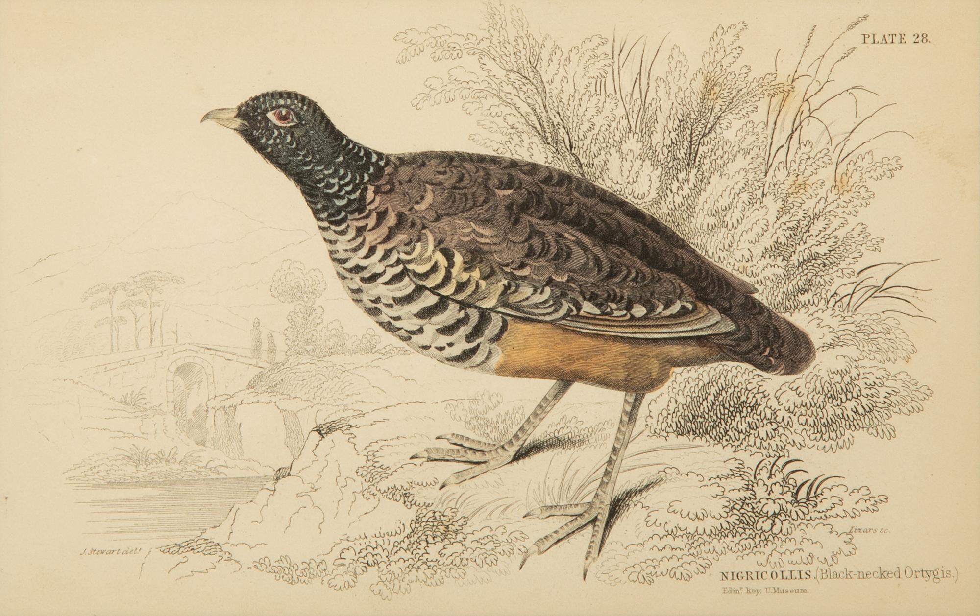 A Group of Eight Framed Ornithological Prints — 19TH/20TH CENTURY