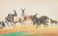 A Collection of Twelve Chinese Zoological Ink and Color Pith Paintings