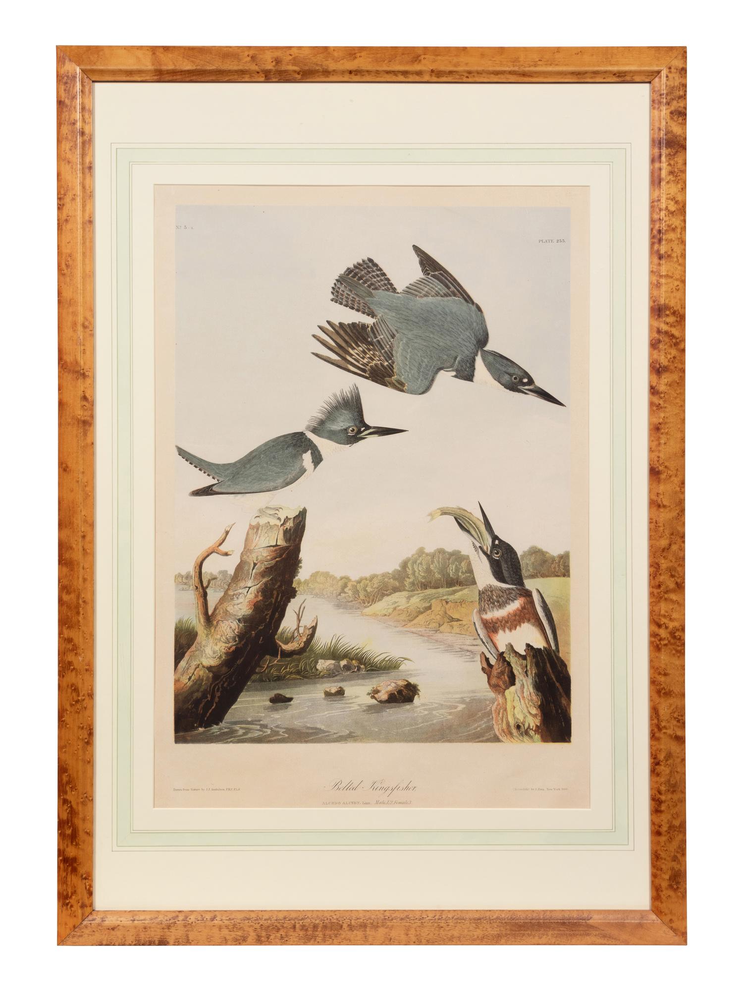 After John James Audubon (American, 1785-1851)