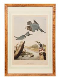 After John James Audubon (American, 1785-1851)