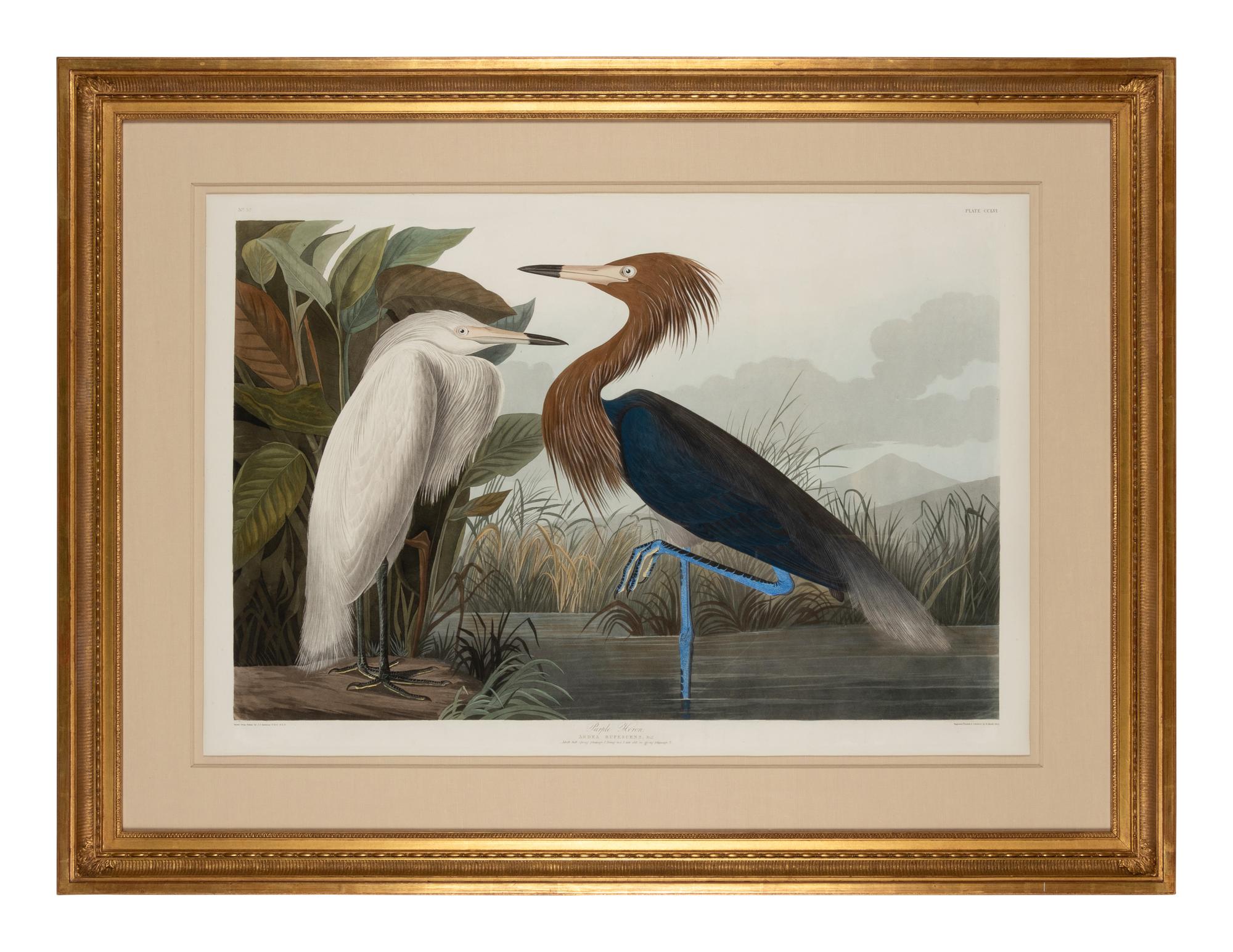 AUDUBON, John James (1785-1851)