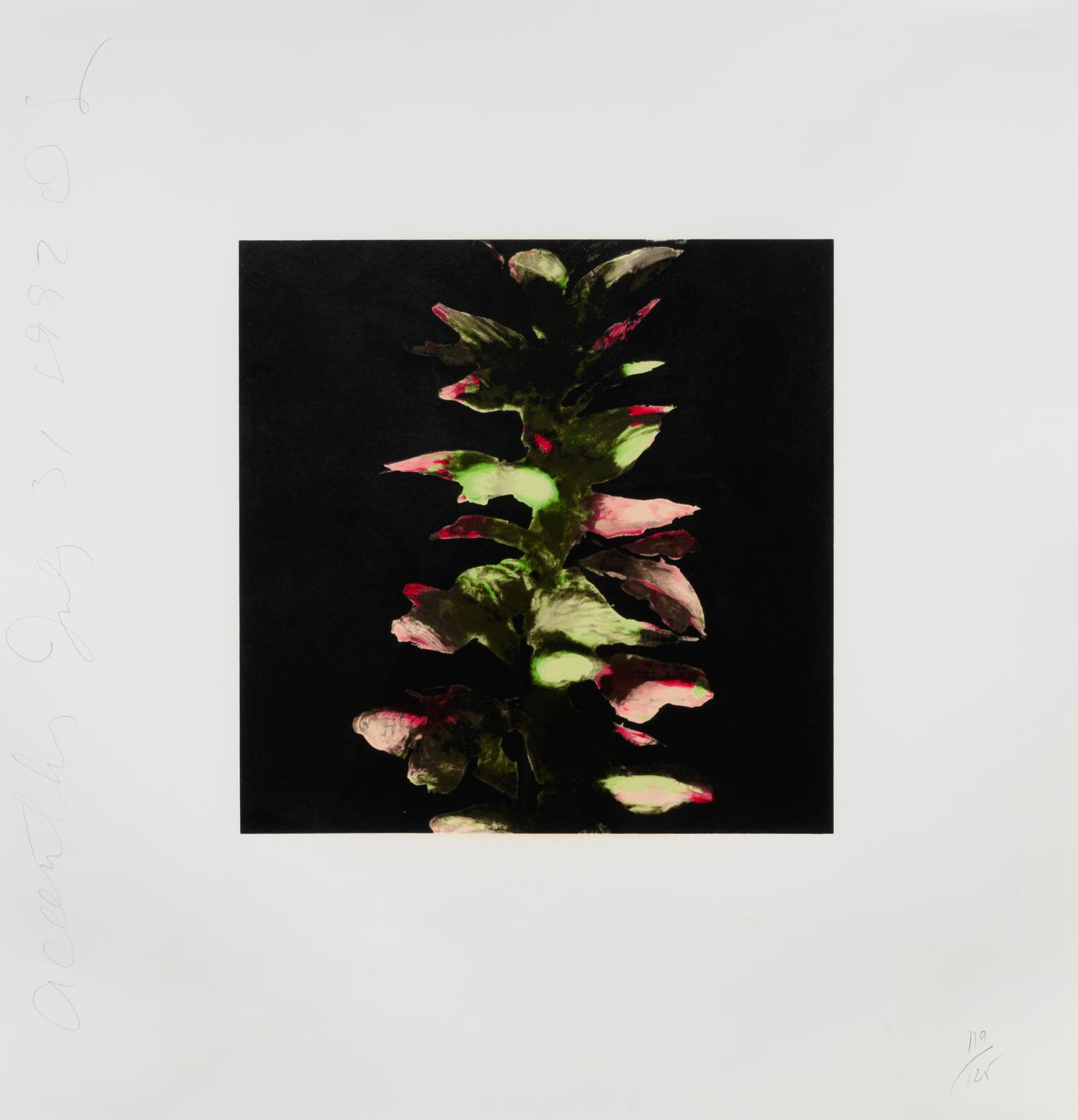 Acanthus (from Fruits & Flowers III), 1992-1994
