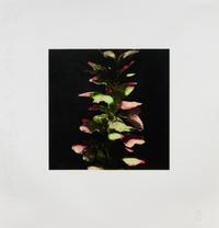 Acanthus (from Fruits & Flowers III), 1992-1994