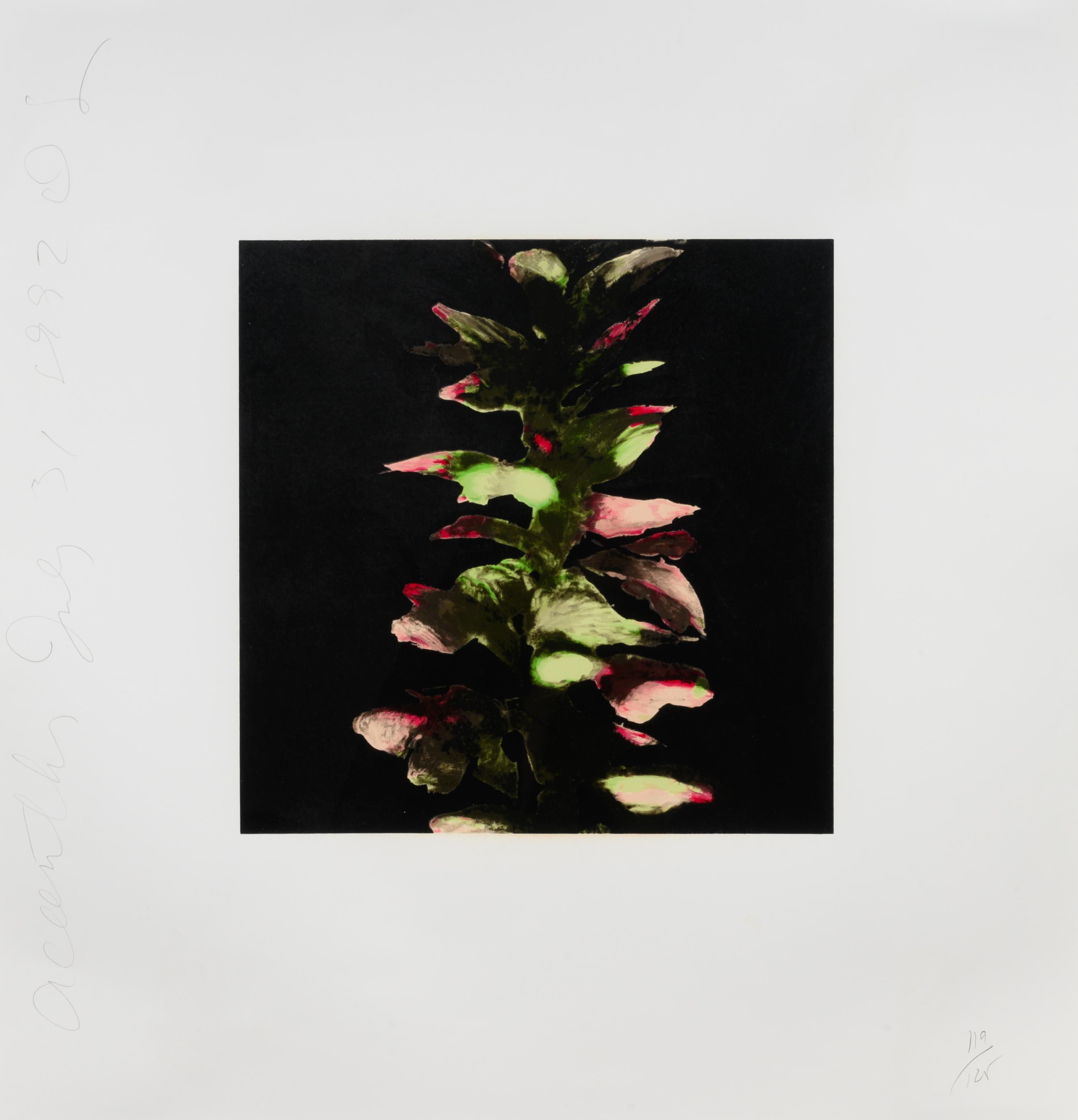 Acanthus (from Fruits & Flowers III), 1992-1994