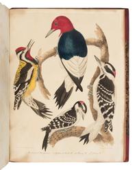 Wilson, Alexander. American Ornithology; or, The Natural History of the Birds of the United States . (With) Bonaparte, Charles Lucian. American Ornithology; Or, the Natural History of Birds Inhabiting the United States. Not Given by Wilson ...