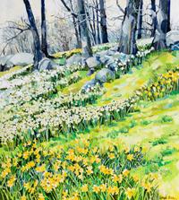 Jack Baker (American, 1925-2011) — Narcissus & Daffodils , 1976