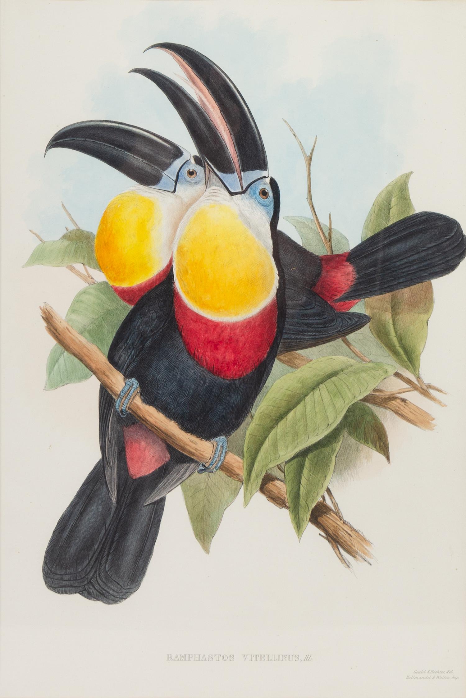 John Gould and Henry Constantine Richter (British, 19th Century)