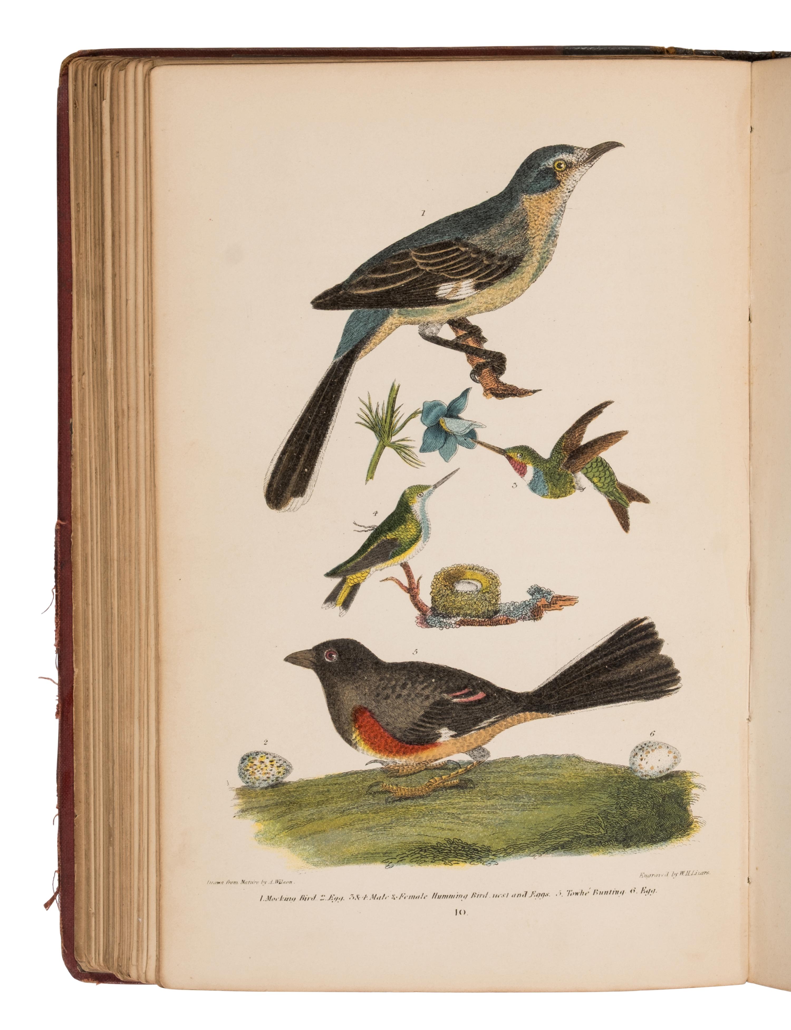[Natural History] Wilson, Alexander and Charles Lucien Bonaparte. American Ornithology; or, The Natural History of the Birds of the United States