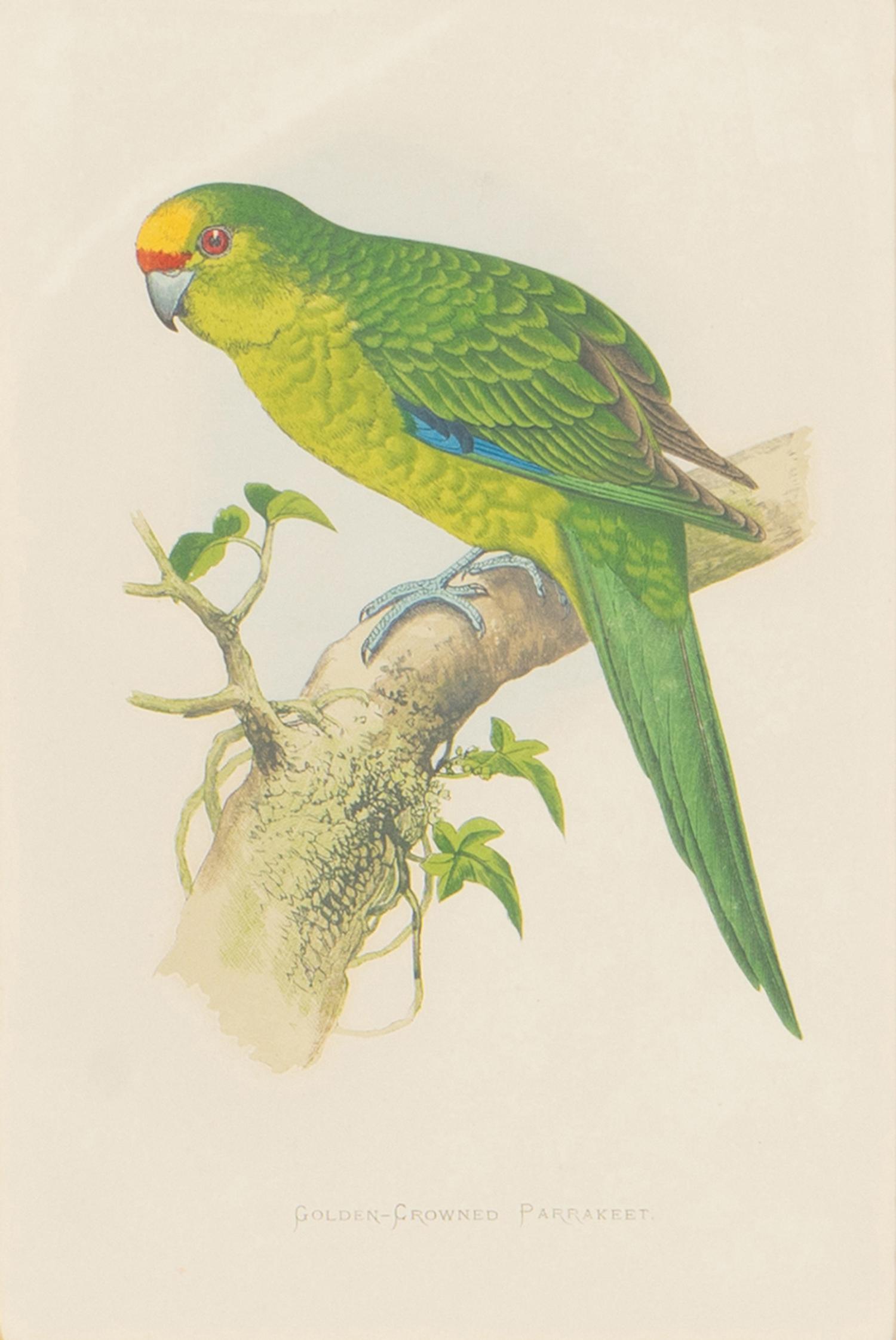 A Set of Four Framed Prints Depicting Parrots