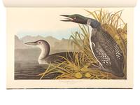 AUDUBON, John James (1785-1851). The Birds of America . New York and Amsterdam: Johnson Reprint Co. & Theatrum Orbis Terrarum [i.e. Nico Israel], 1971-1972.