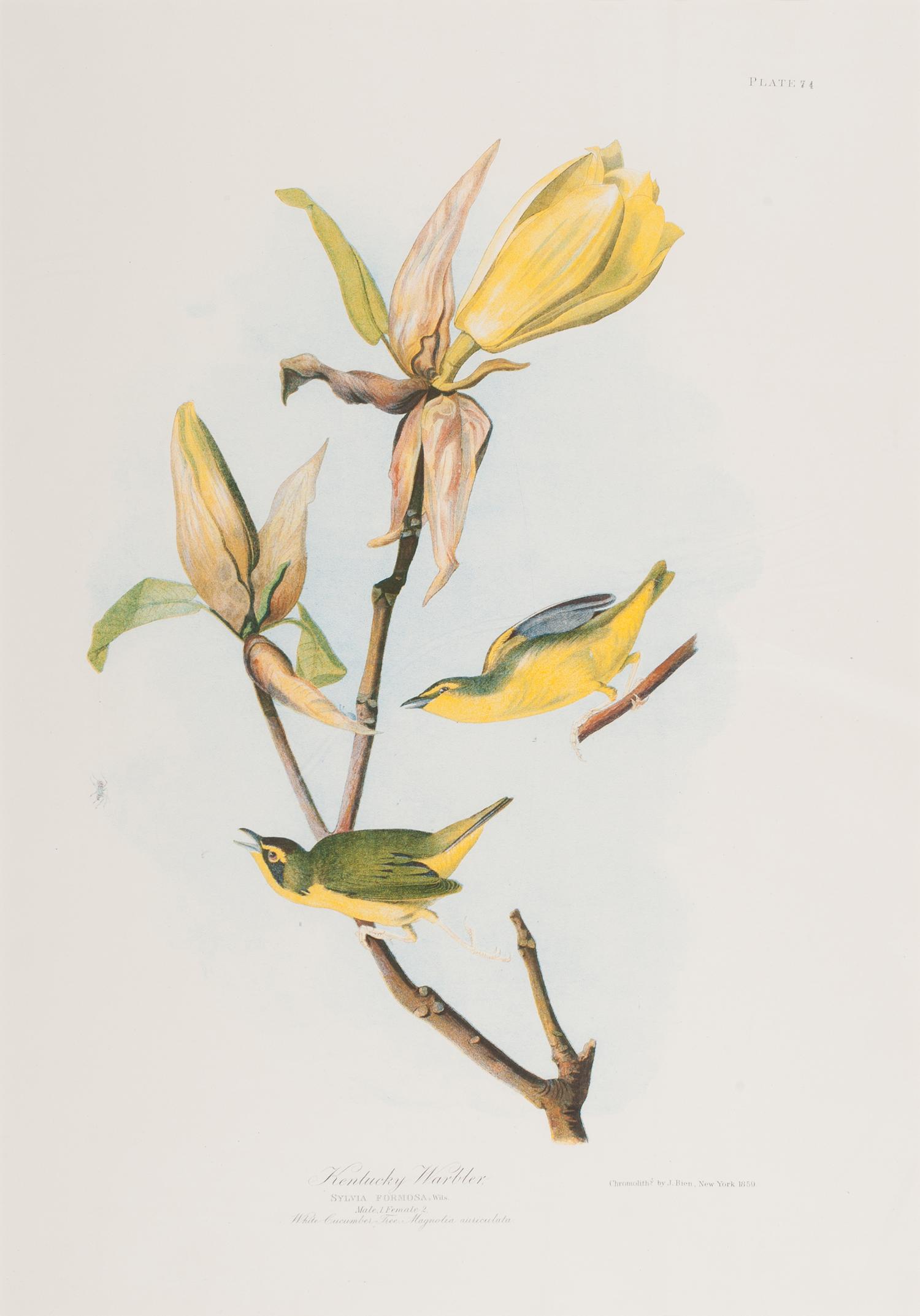 AUDUBON, John James (1785-1851).