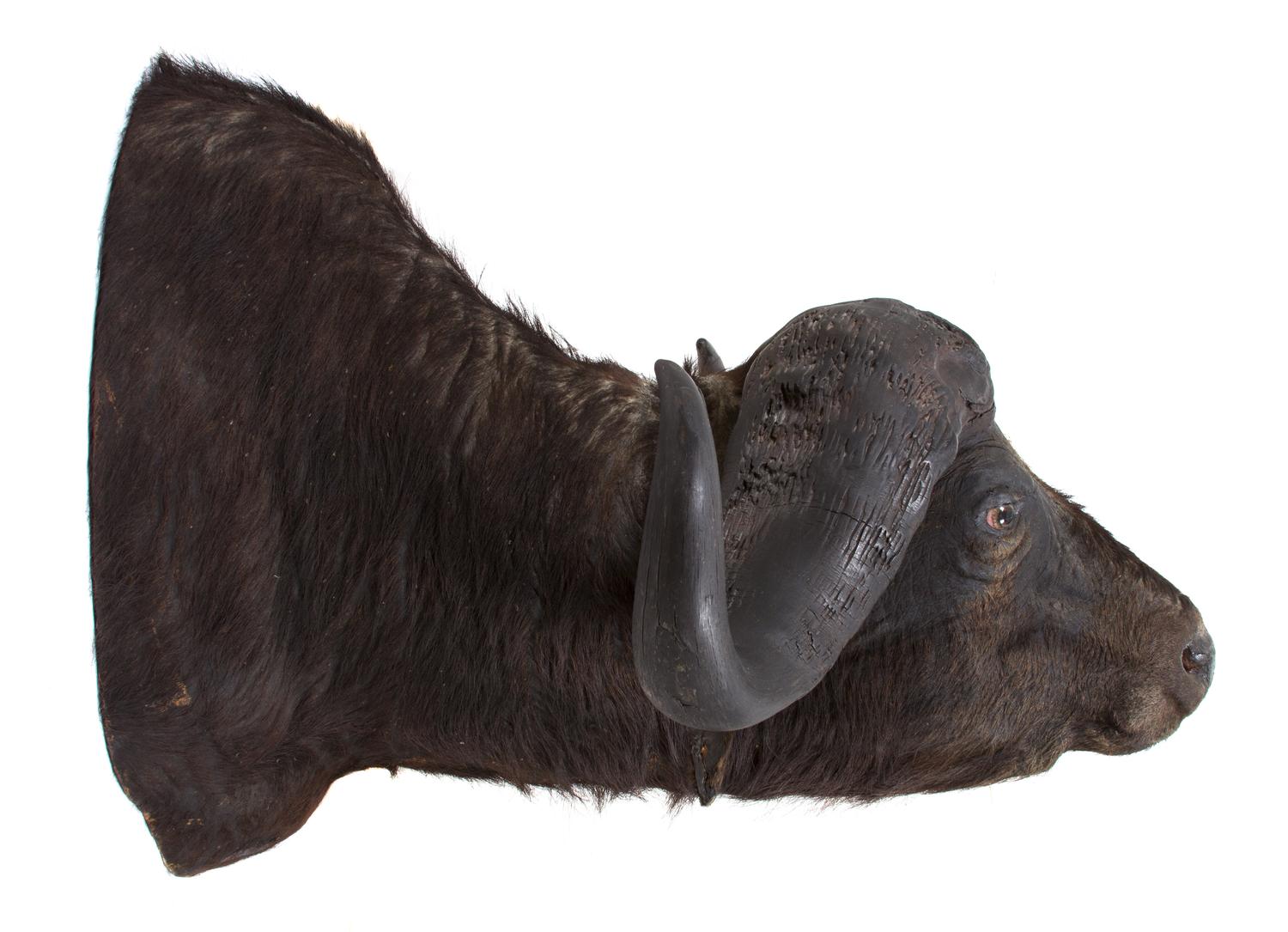 A Taxidermy Cape Buffalo Head Height 32 x width 46 x depth 38 inches.