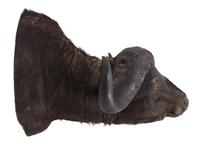 A Taxidermy Cape Buffalo Head Height 32 x width 46 x depth 38 inches.