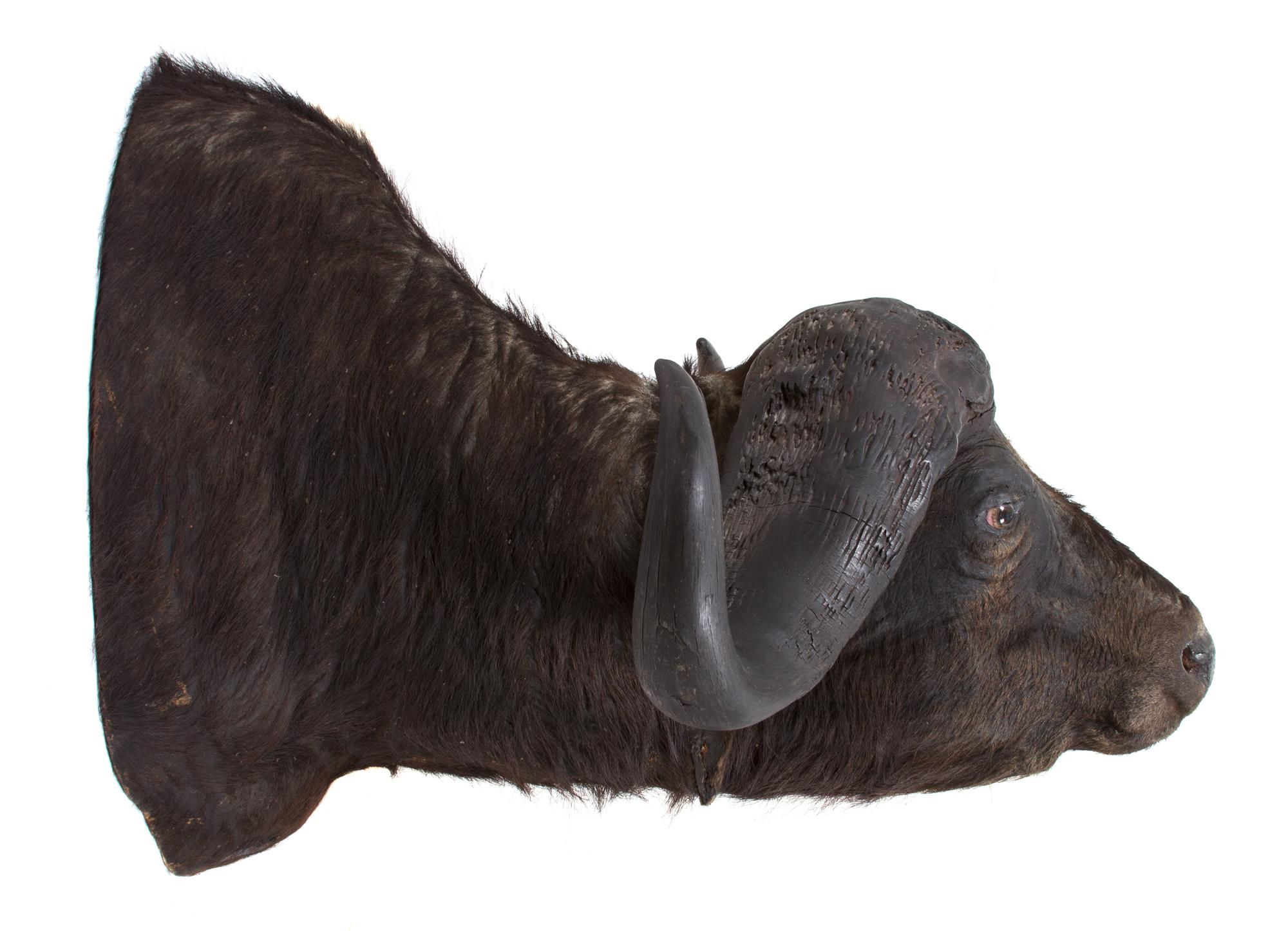 A Taxidermy Cape Buffalo Head Height 32 x width 46 x depth 38 inches.
