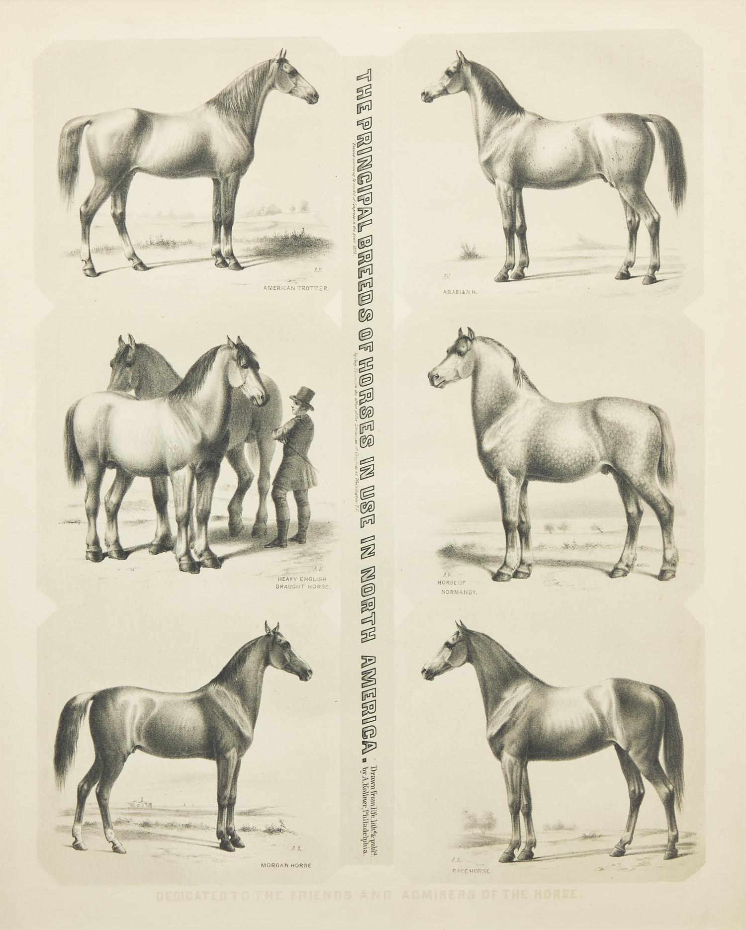 Augustus Kollner (1812-1906), The Principal Breeds of Horses in Use in North America