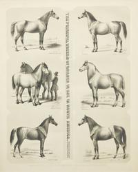 Augustus Kollner (1812-1906), The Principal Breeds of Horses in Use in North America