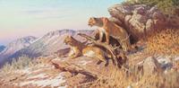 Two Cougars