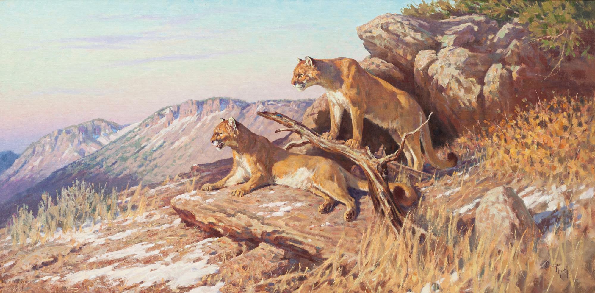 Two Cougars