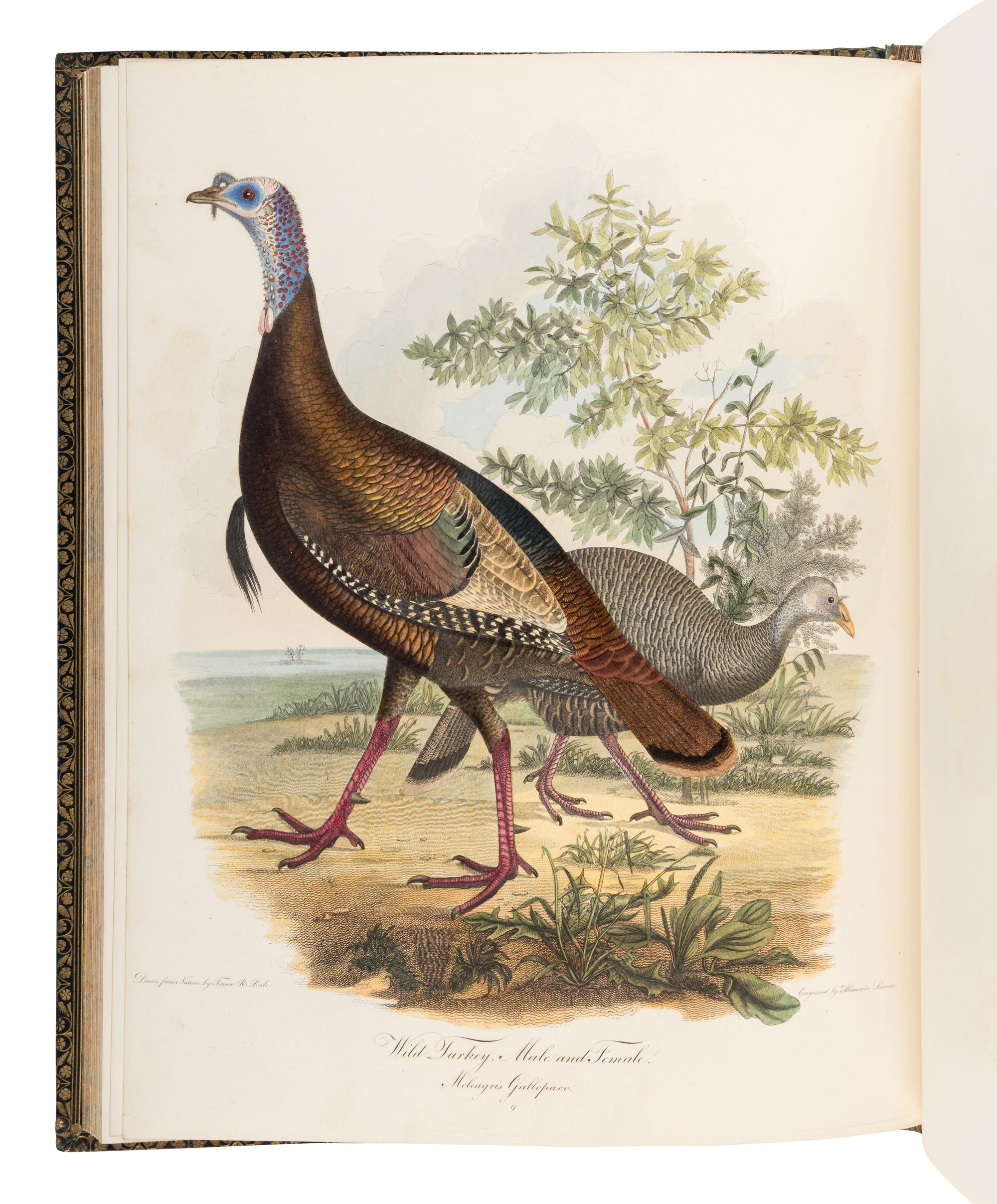 WILSON, Alexander (1766-1813). A merican Ornithology; or, The Natural History of the Birds of the United States . Philadelphia: Bradford and Inskeep, 1808-1814. [ With :] BONAPARTE, Charles Lucian. American Ornithology; Or, the Natural History of Birds Inhabiting the United States. Not Given by Wilson ... Philadelphia: Samuel Augustus Mitchell, Carey, Lea, and Carey, 1825-1833.