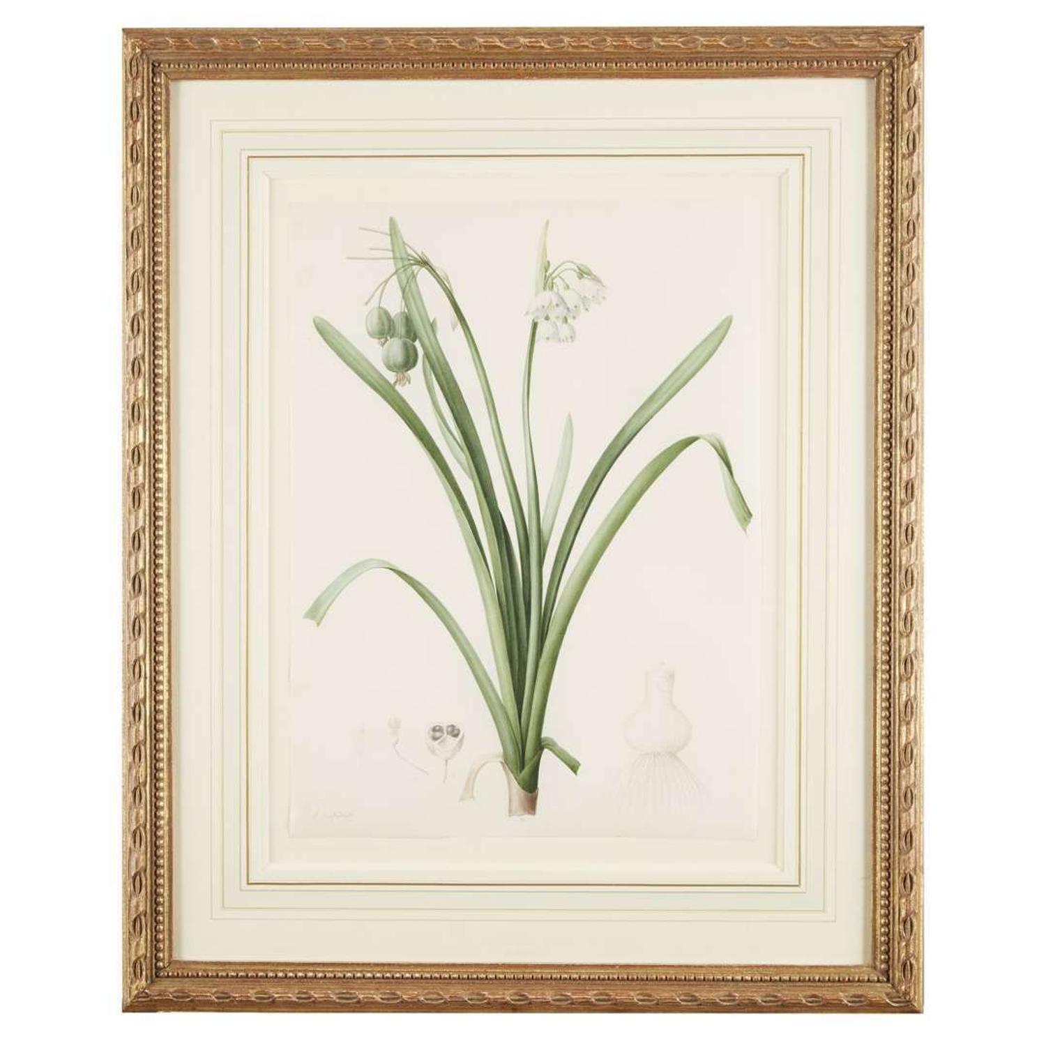 PIERRE-JOSEPH REDOUTÉ (FRENCH 1759–1840) “LEUCOJUM AESTIVUM" FROM LES LILIACÉES