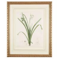 PIERRE-JOSEPH REDOUTÉ (FRENCH 1759–1840) “LEUCOJUM AESTIVUM" FROM LES LILIACÉES