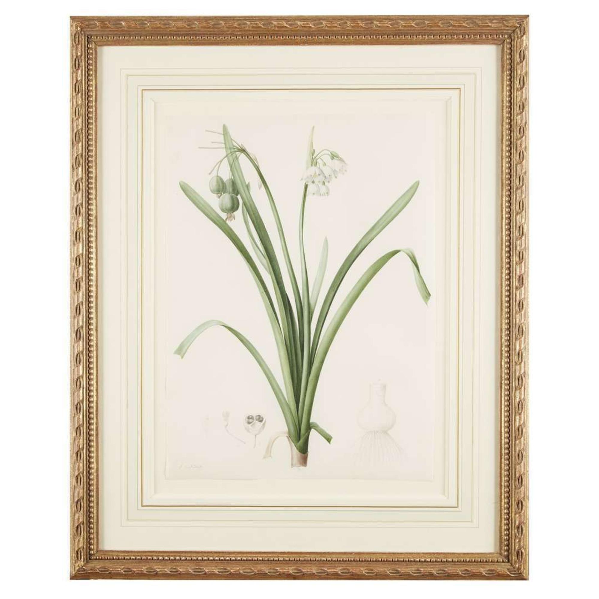 PIERRE-JOSEPH REDOUTÉ (FRENCH 1759–1840) “LEUCOJUM AESTIVUM" FROM LES LILIACÉES