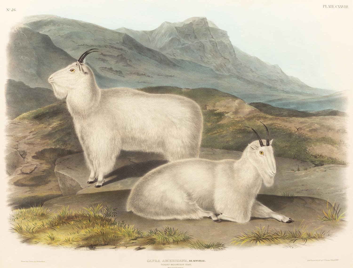Capra Americana (Rocky Mountain Goat)