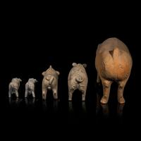 Five Chinese Pottery Figures of Pigs, Han Dynasty — 漢 陶豬五隻
