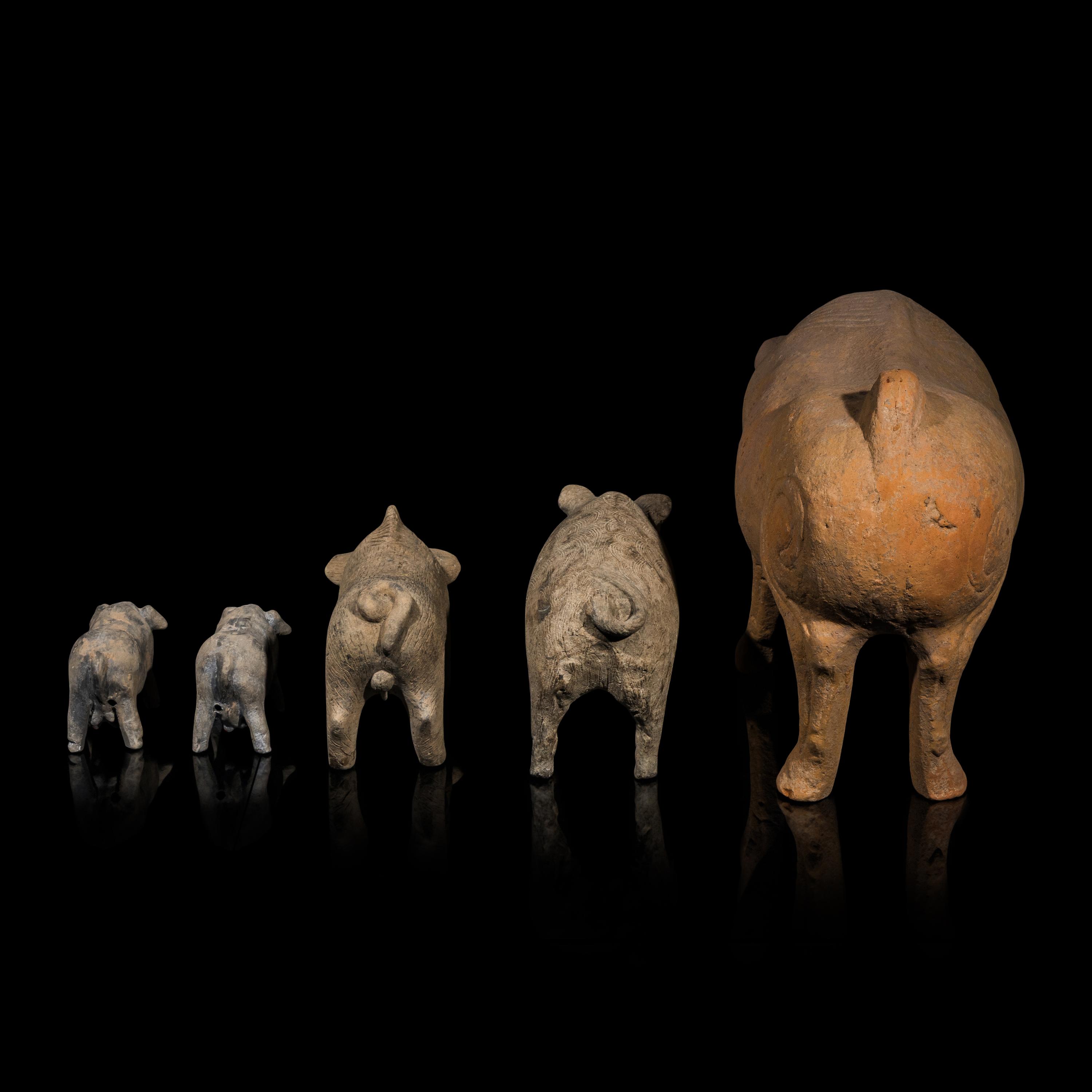 Five Chinese Pottery Figures of Pigs, Han Dynasty — 漢 陶豬五隻