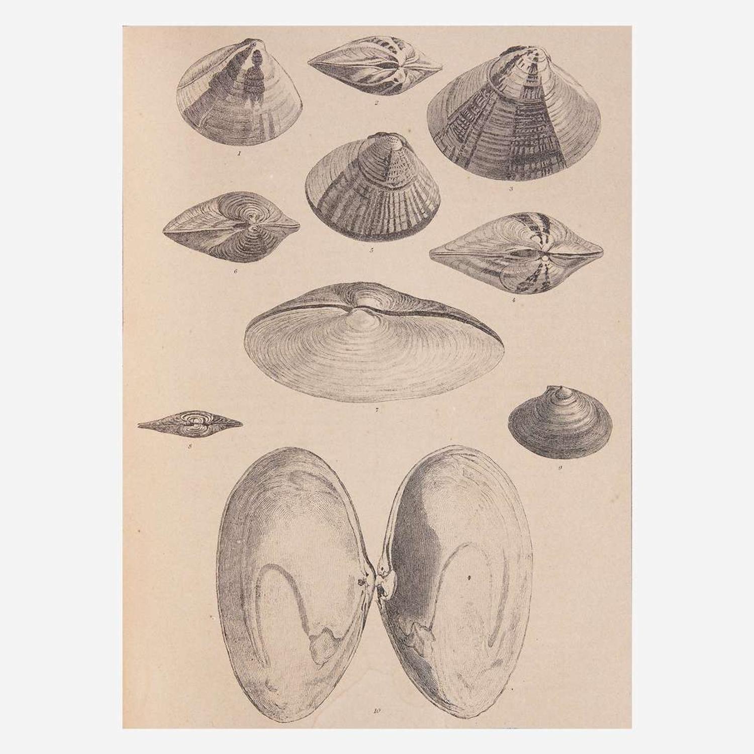 [Americana] [Perry, Commodore Matthew C.] Hawks, Francis L. Narrative of the Expedition of an American Squadron to the China Seas and Japan, Performed in the Years 1852, 1853, and 1854, Under the Command of Commodore M.C. Perry, United States Navy...
