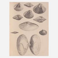 [Americana] [Perry, Commodore Matthew C.] Hawks, Francis L. Narrative of the Expedition of an American Squadron to the China Seas and Japan, Performed in the Years 1852, 1853, and 1854, Under the Command of Commodore M.C. Perry, United States Navy...