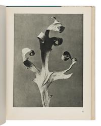 [Photography] Blossfeldt, Karl. Urformen der Kunst [ Art Forms in Nature ]